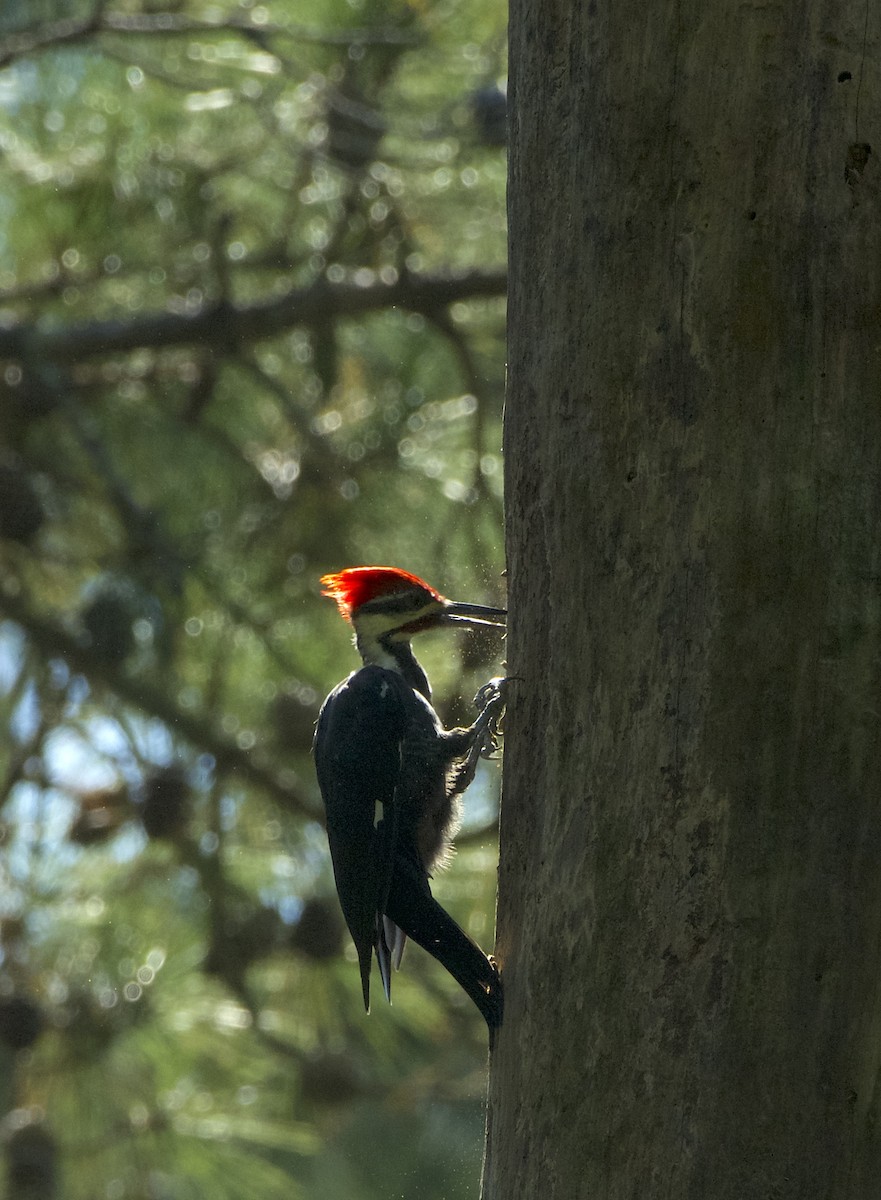 Pileated Woodpecker - ML624054131