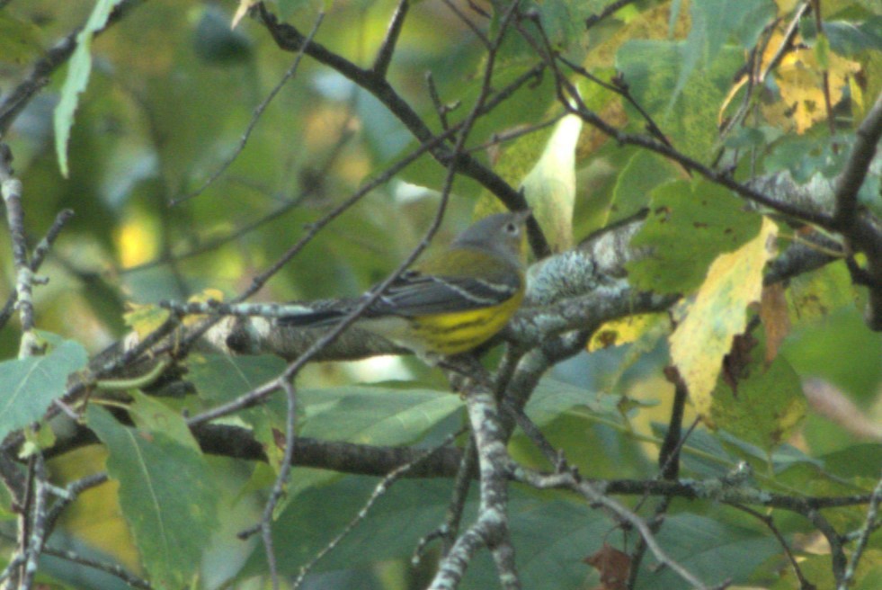 Magnolia Warbler - ML624054132