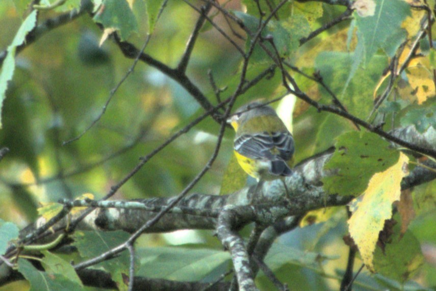 Magnolia Warbler - ML624054133