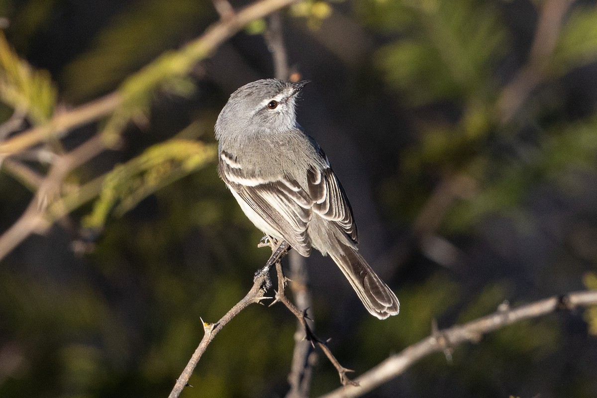 White-crested Tyrannulet (White-bellied) - ML624054139