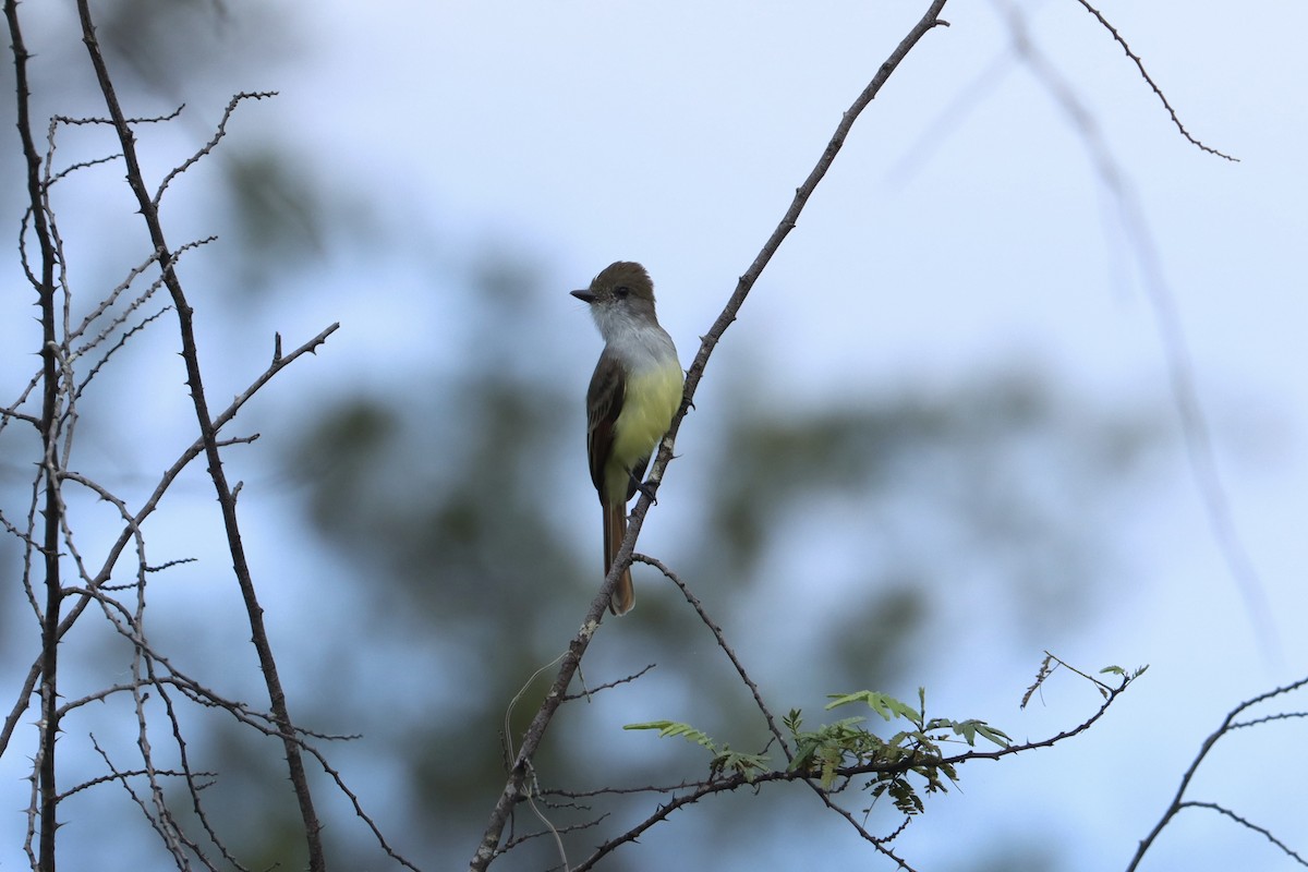 Nutting's Flycatcher - ML624054146