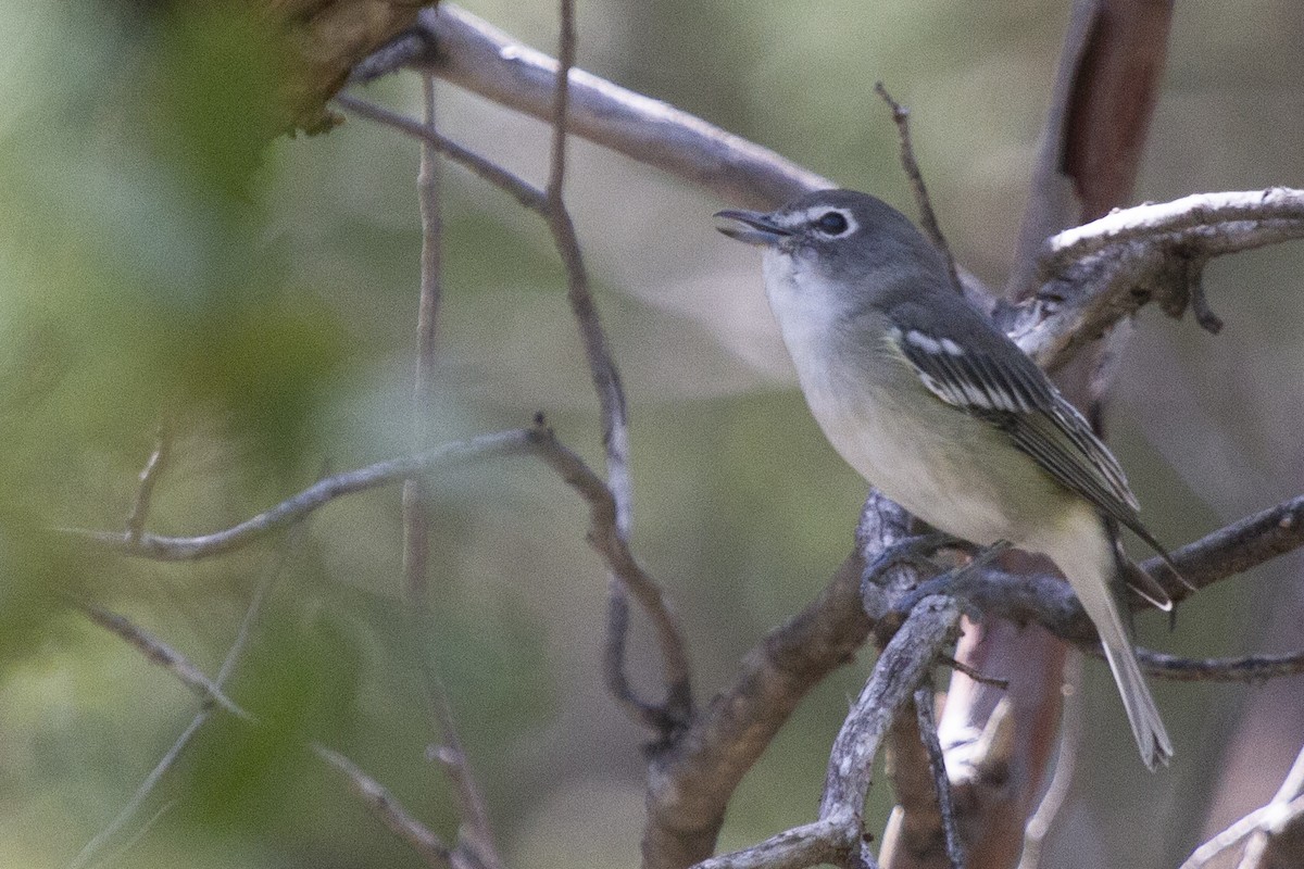 Plumbeous Vireo - ML624054150