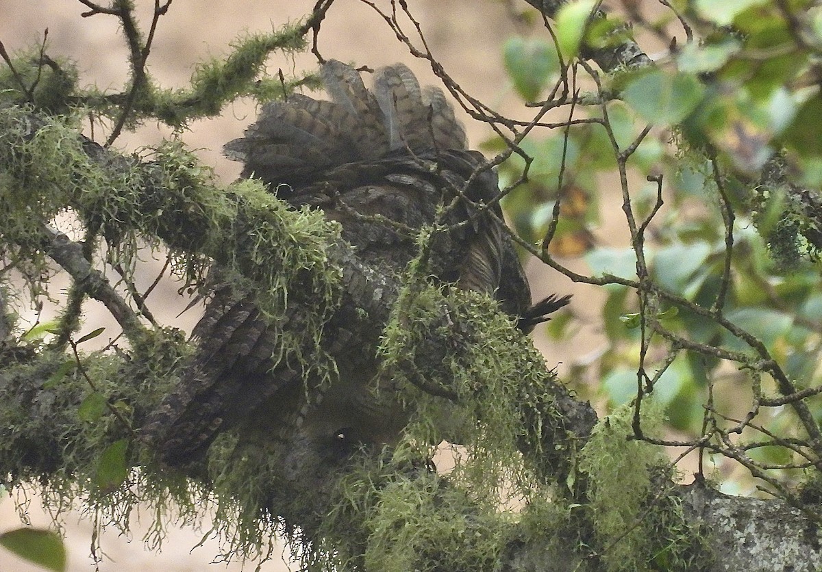 Great Horned Owl - ML624054153