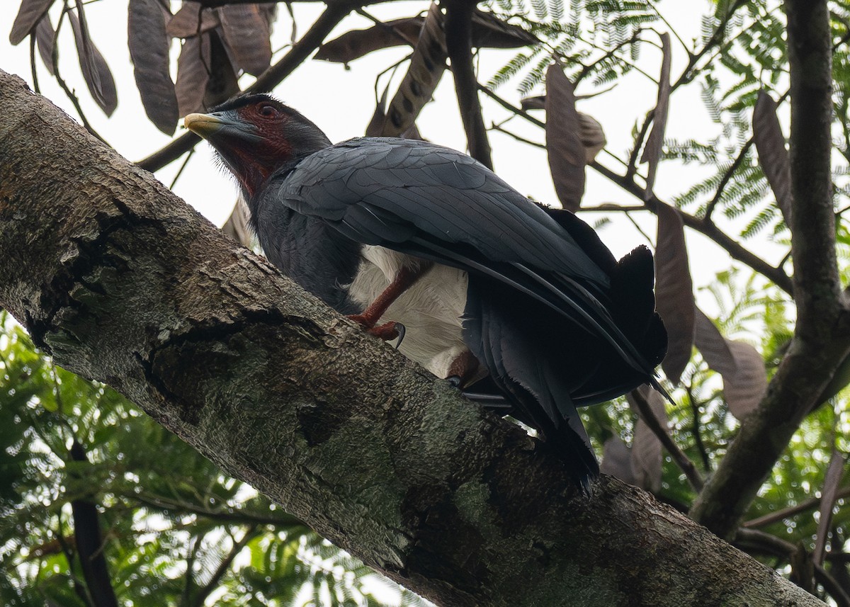 Red-throated Caracara - ML624054156