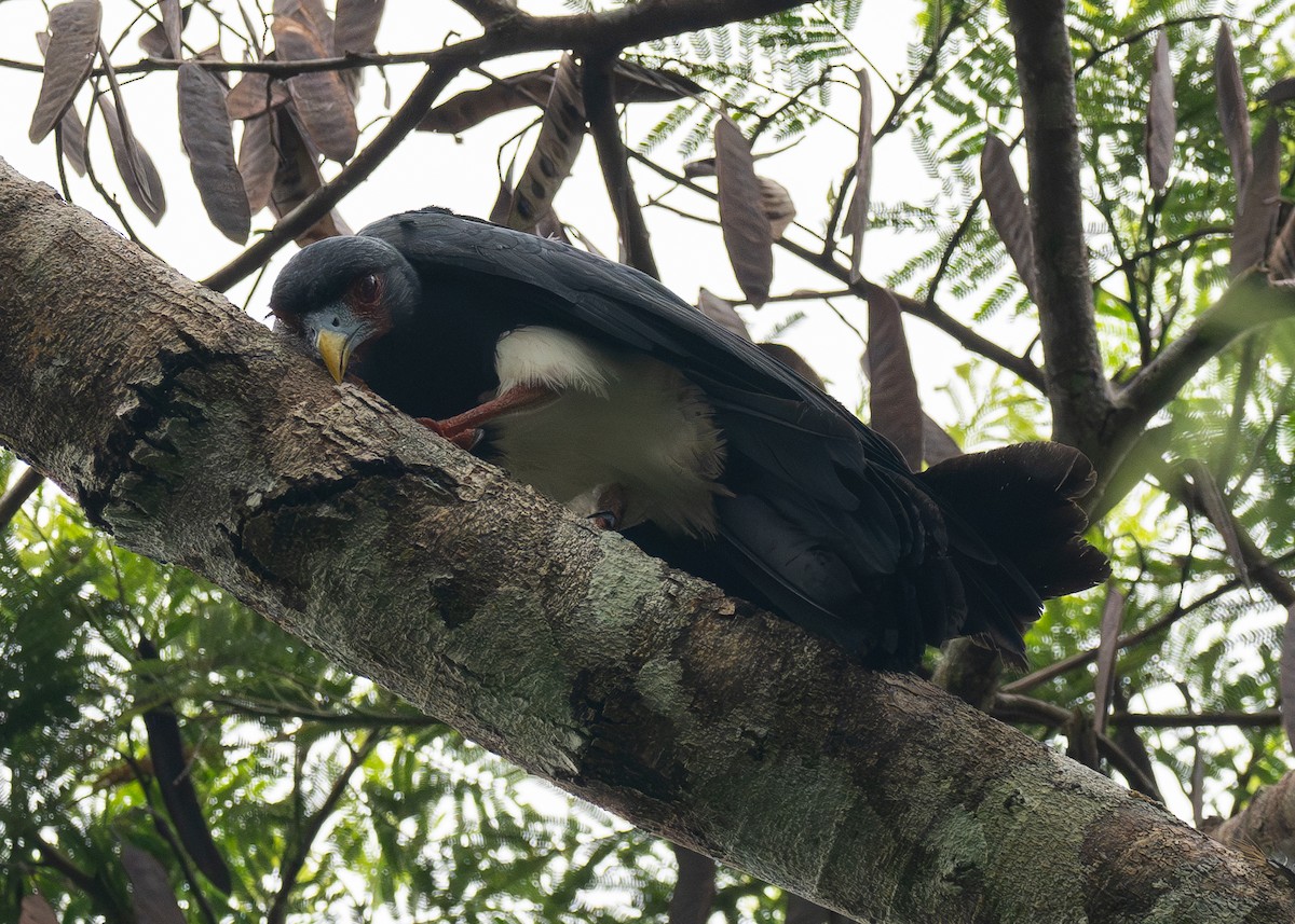 Red-throated Caracara - ML624054157