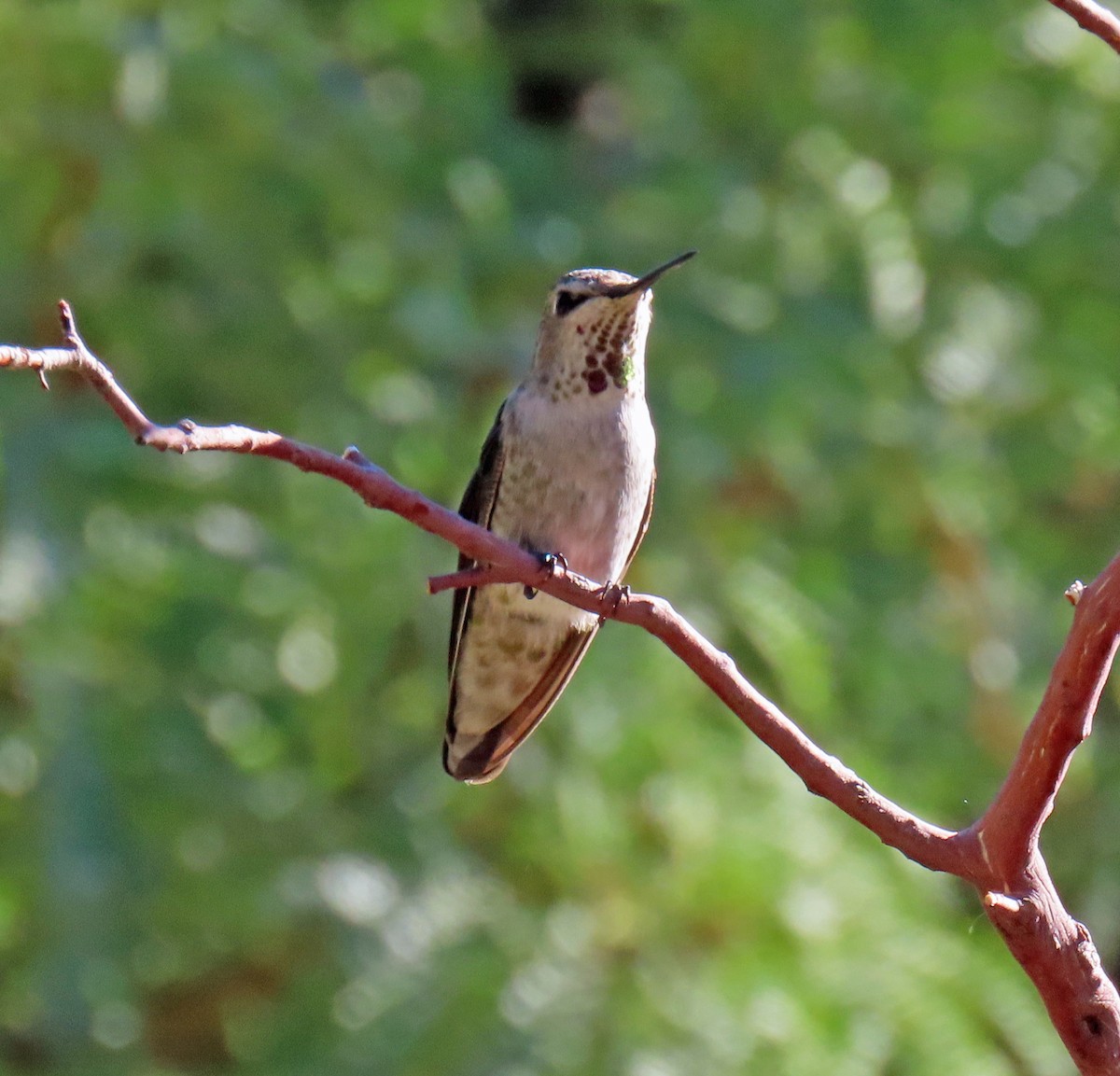 Costa's Hummingbird - JoAnn Potter Riggle 🦤