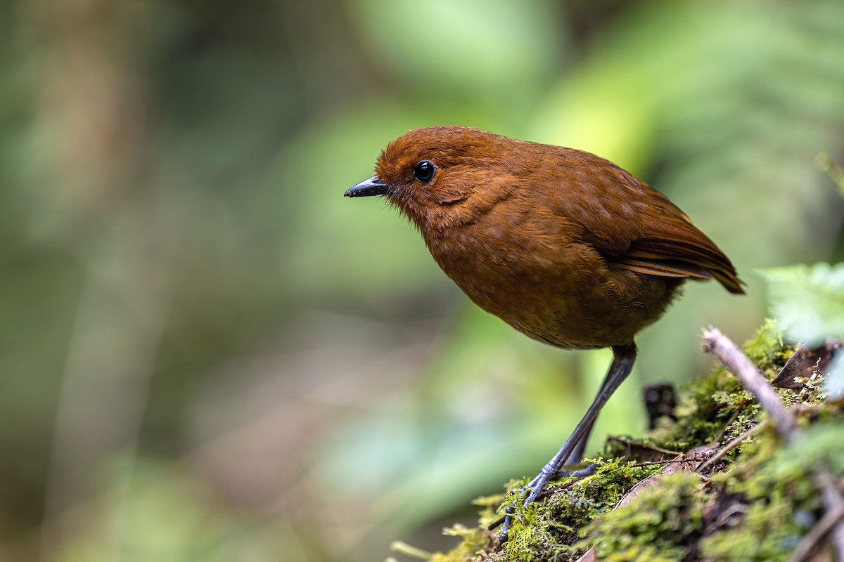 Chestnut Antpitta - ML624054208