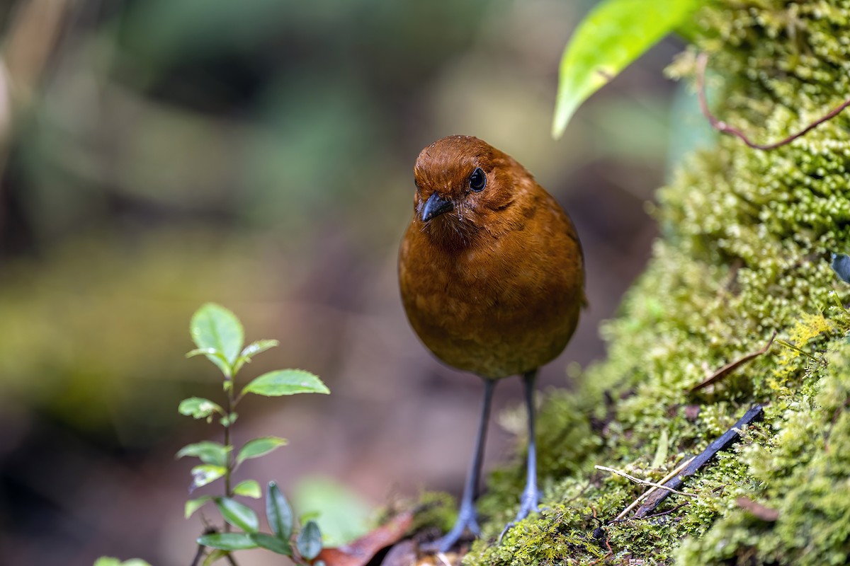 Chestnut Antpitta - ML624054209