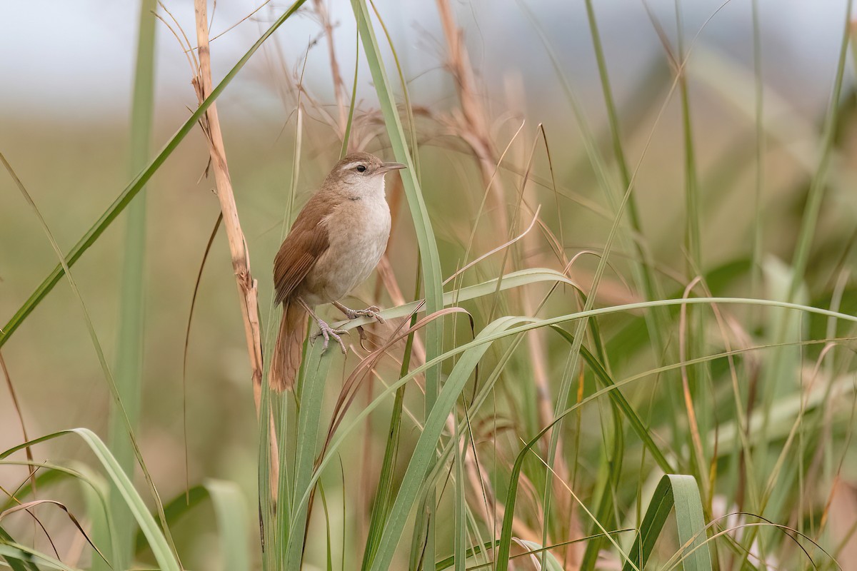 Curve-billed Reedhaunter - ML624054268