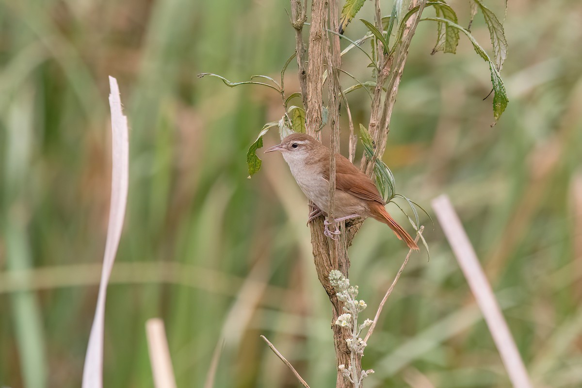 Curve-billed Reedhaunter - ML624054269