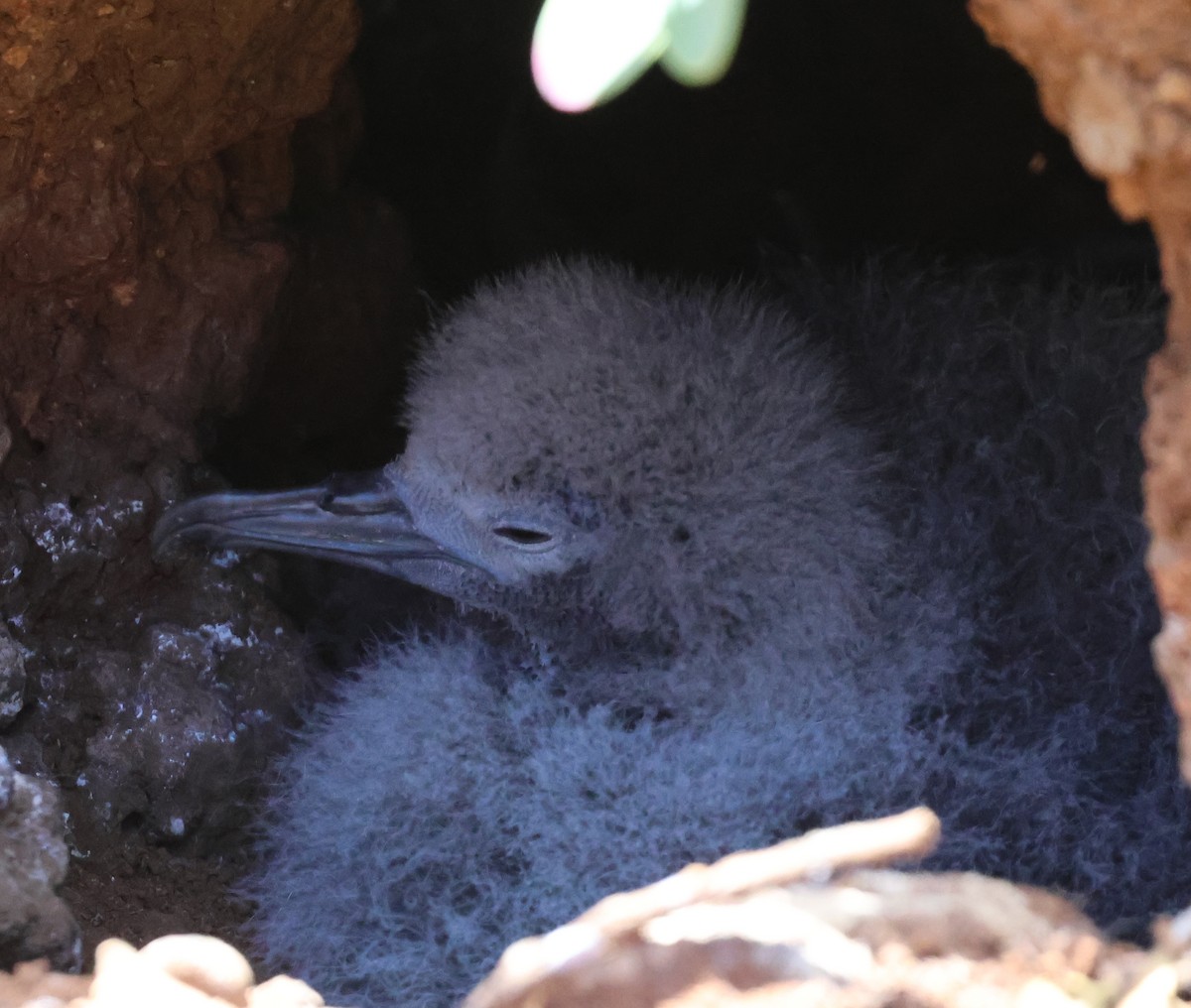 Wedge-tailed Shearwater - ML624054275