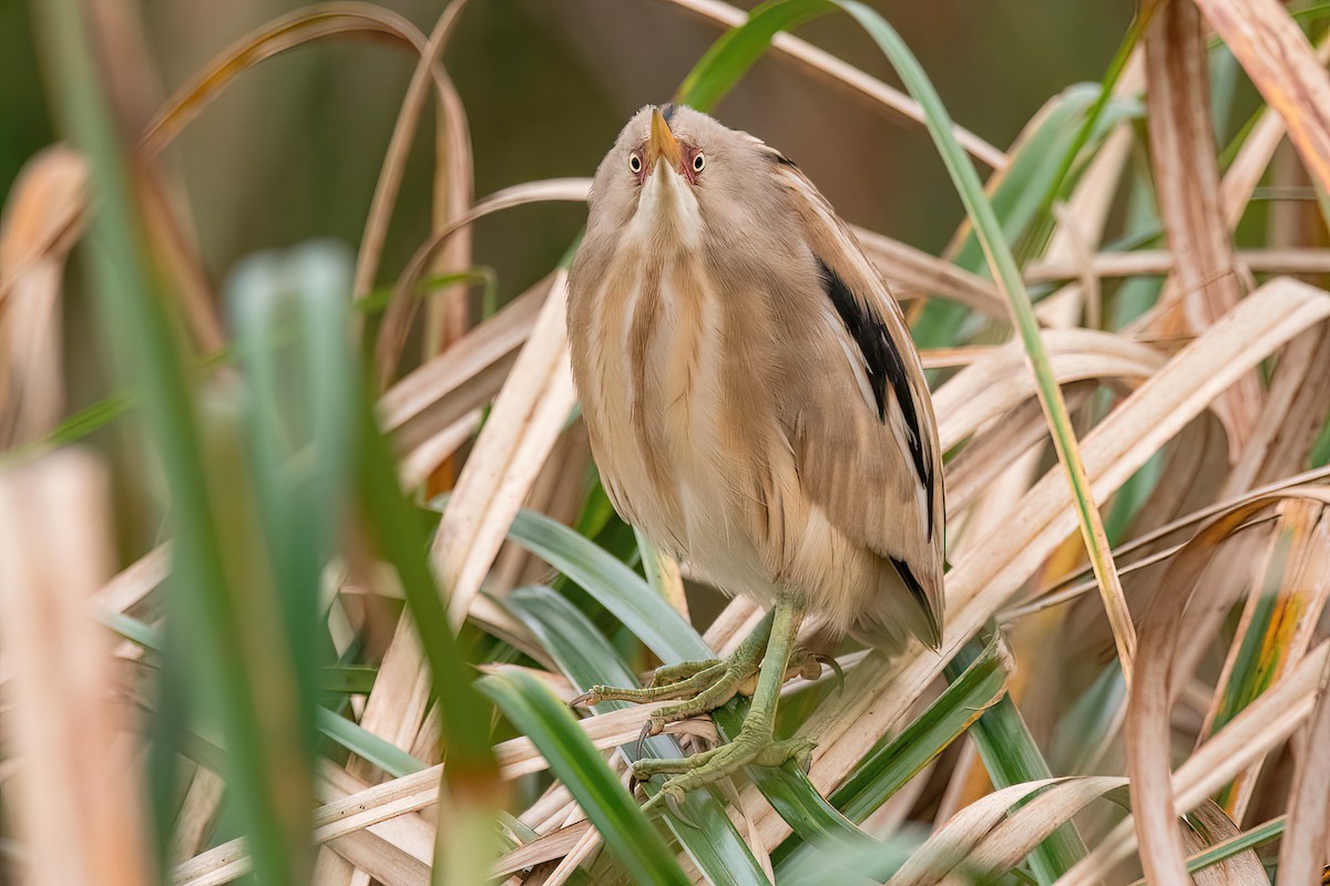 Stripe-backed Bittern - ML624054277