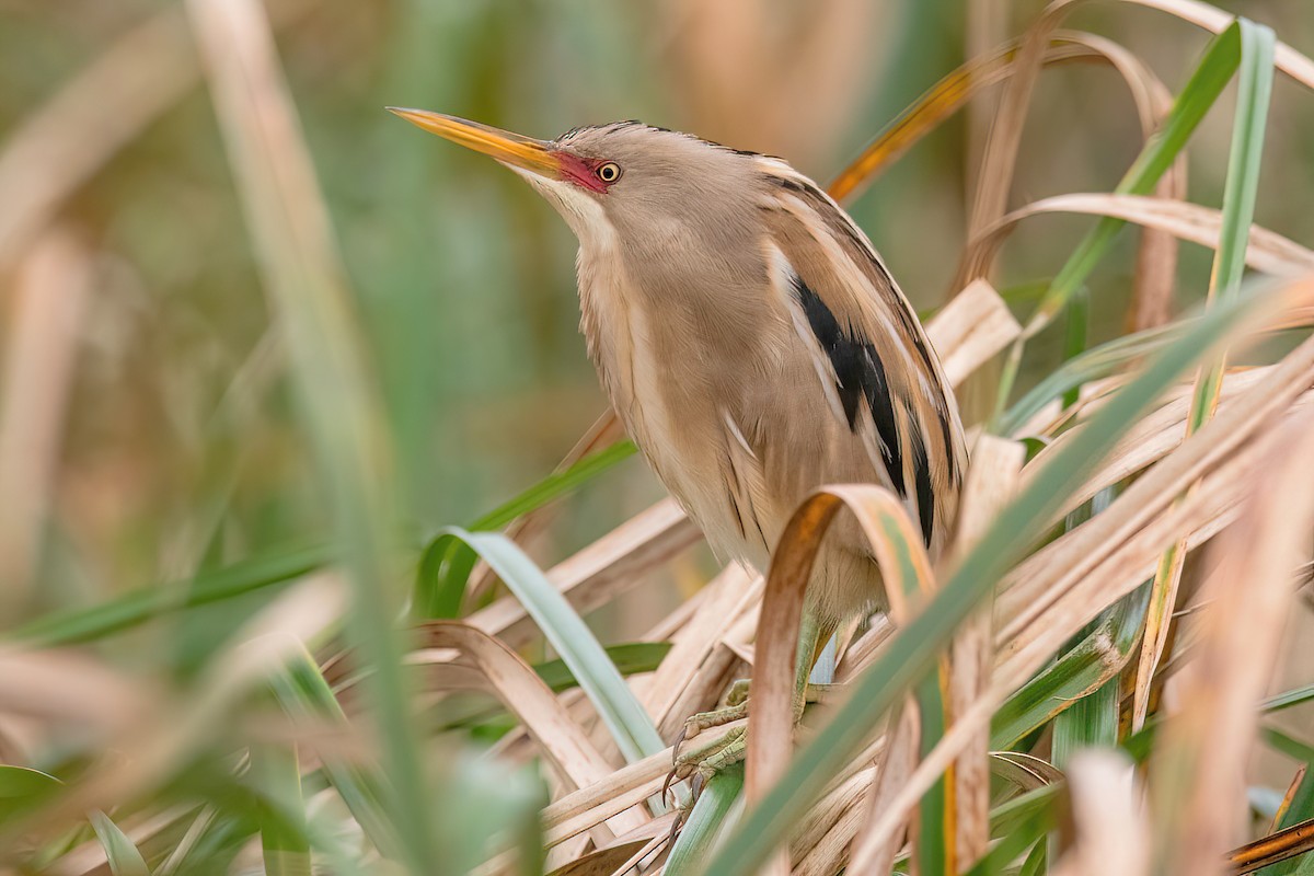 Stripe-backed Bittern - ML624054279