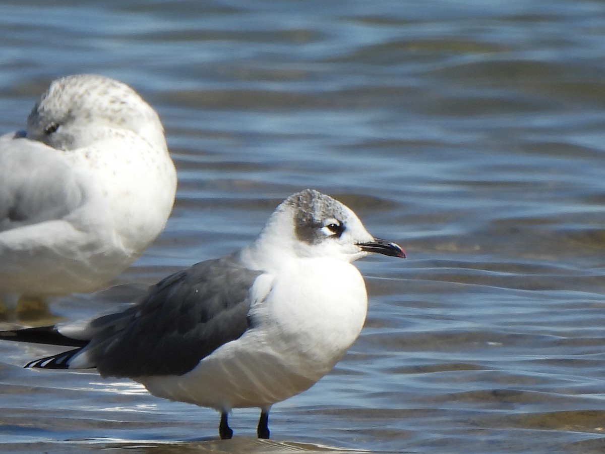 Franklin's Gull - ML624054287