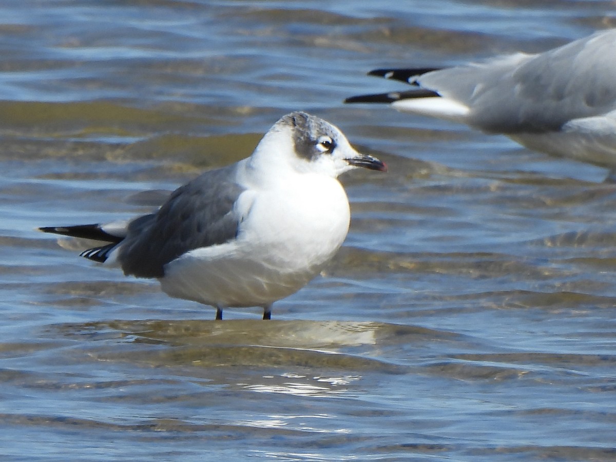 Franklin's Gull - ML624054288