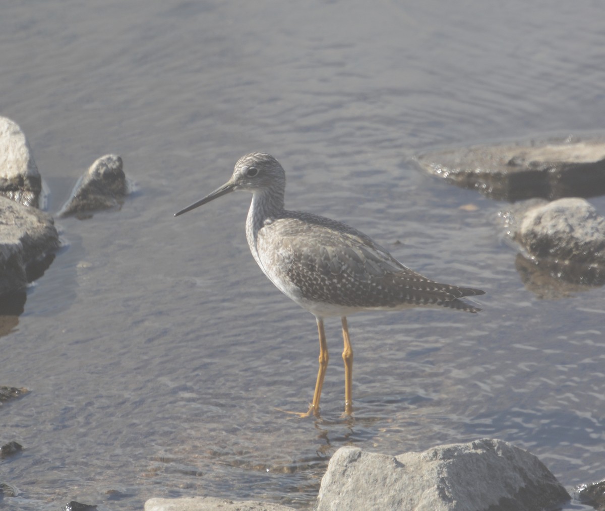 Greater Yellowlegs - ML624054289