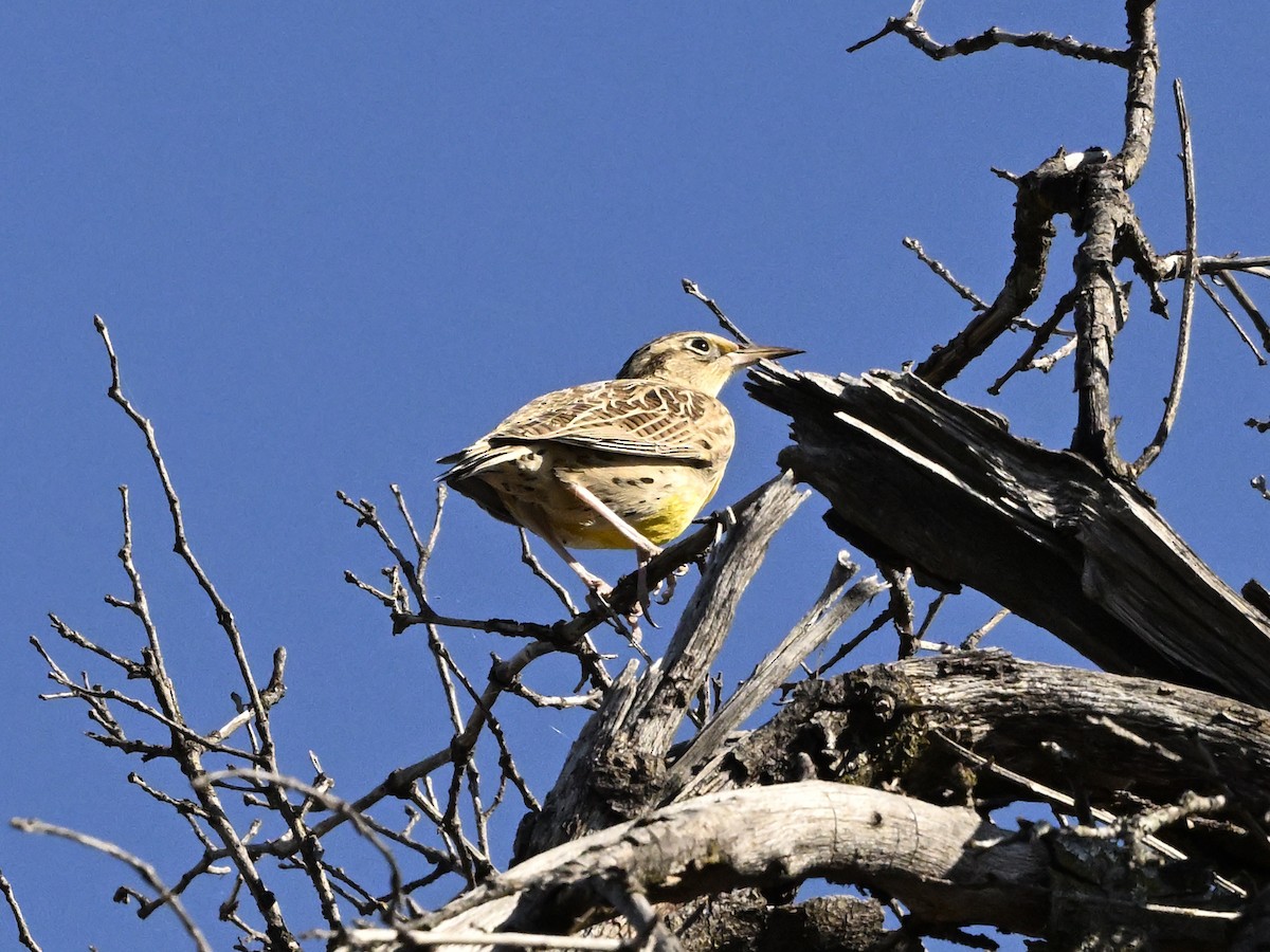 Western Meadowlark - ML624054313