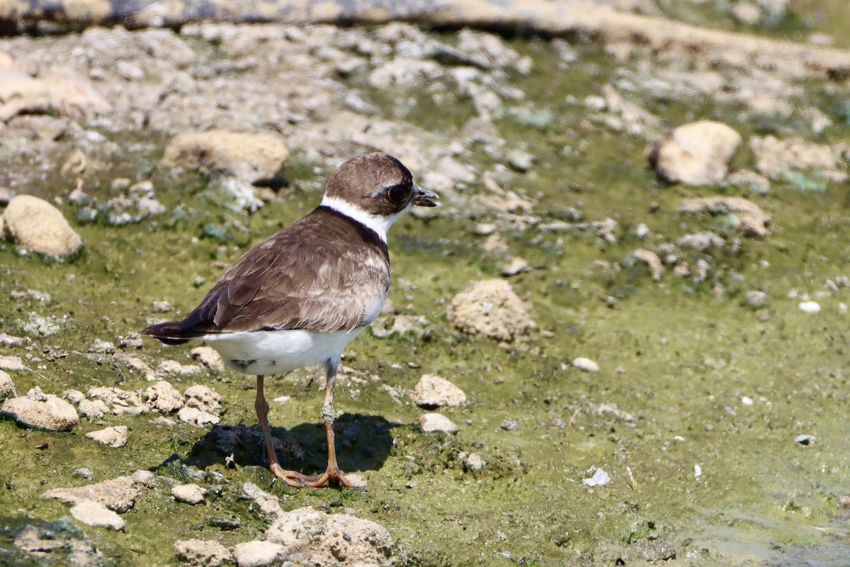 Semipalmated Plover - ML624054318