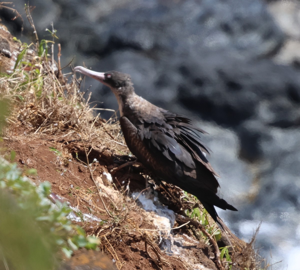 Bindenfregattvogel - ML624054323