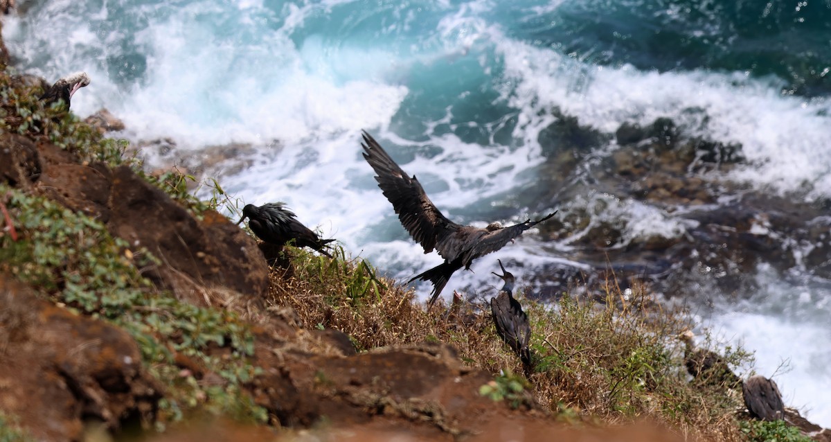 Great Frigatebird - ML624054326