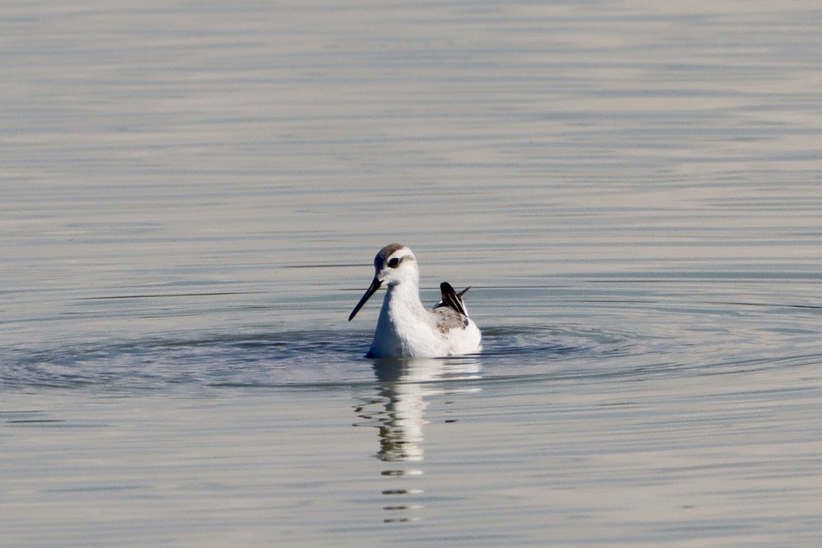 Wilson's Phalarope - ML624054330