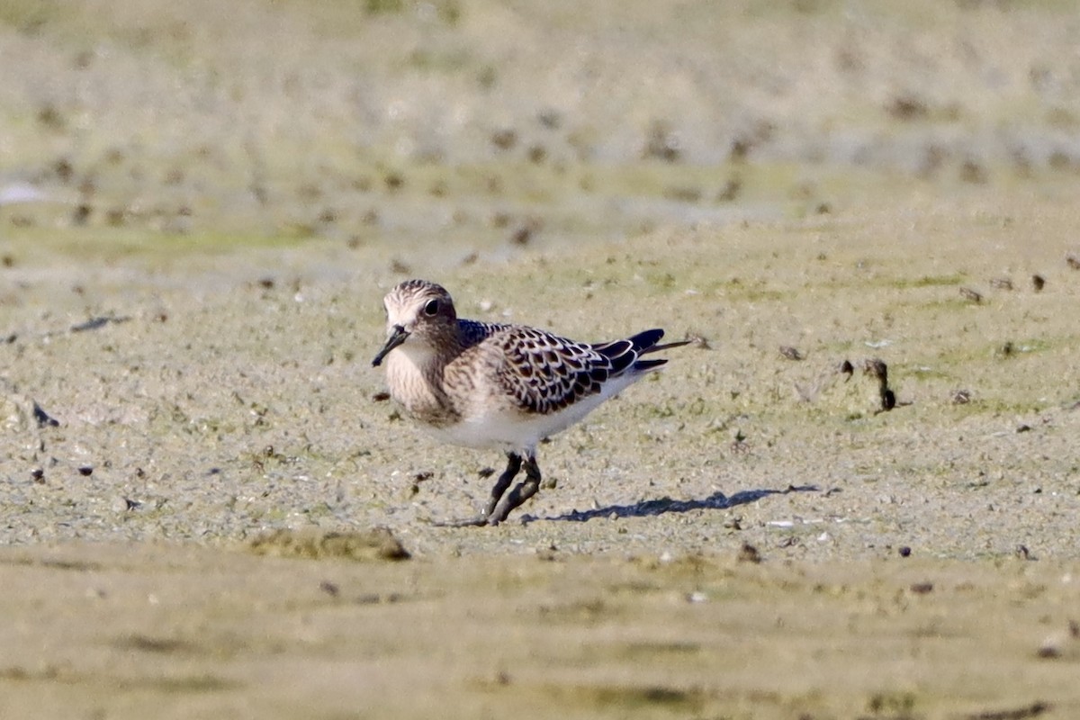 Baird's Sandpiper - ML624054336