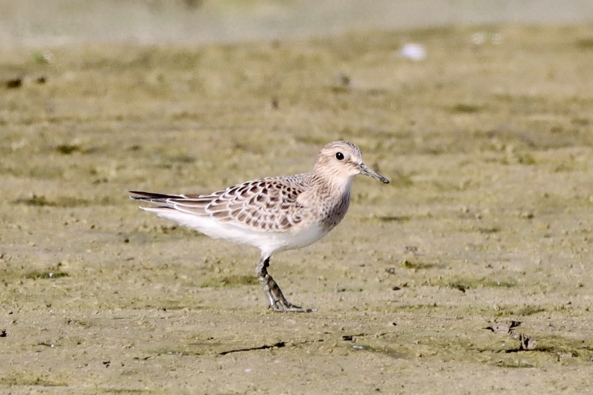 Baird's Sandpiper - Cullen Brown