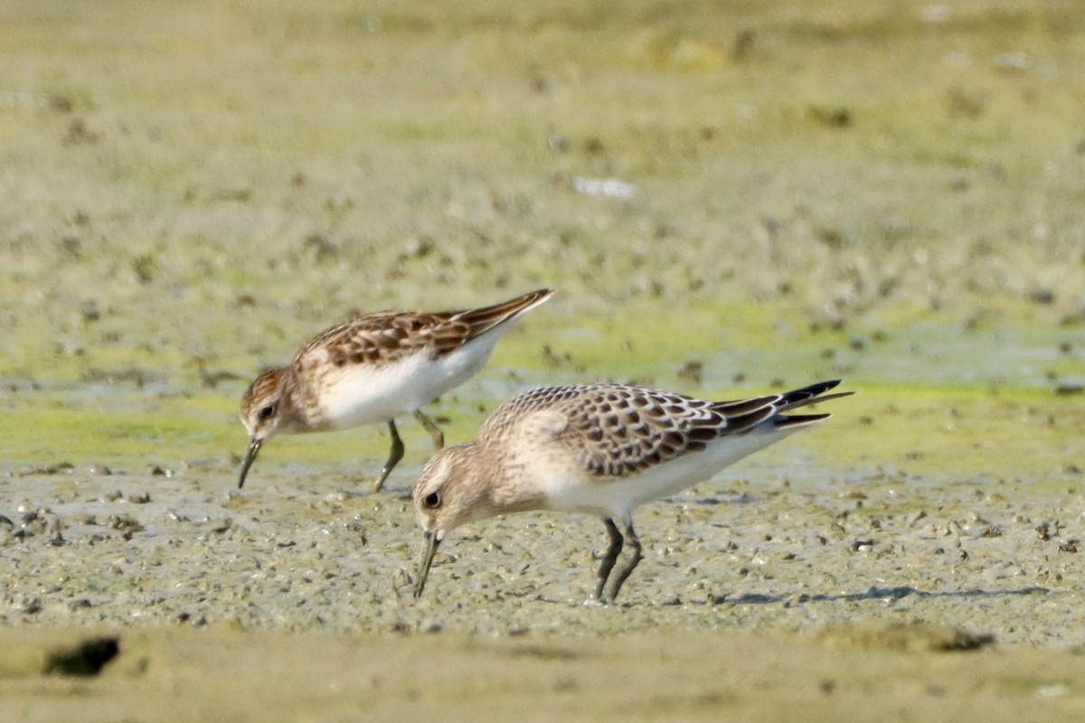 Baird's Sandpiper - ML624054338