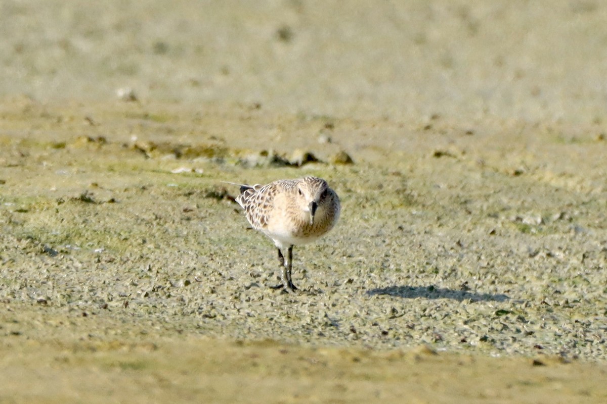 Baird's Sandpiper - ML624054339