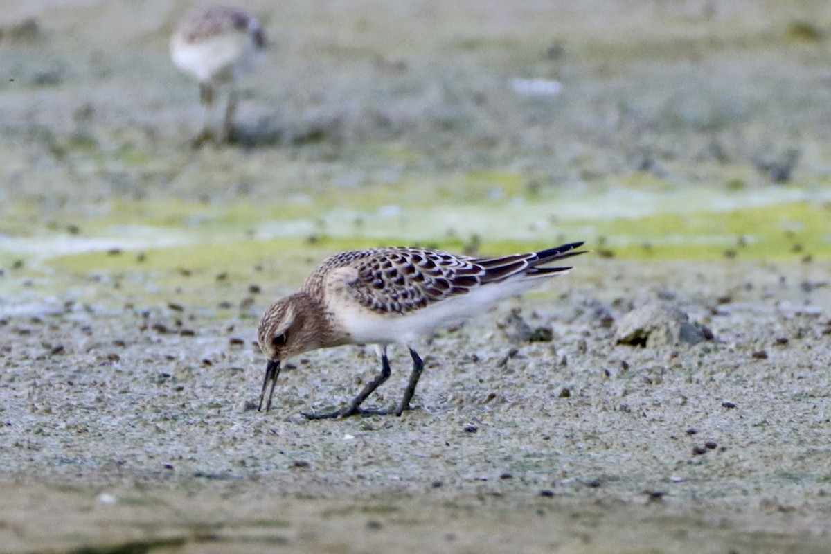 Baird's Sandpiper - ML624054340