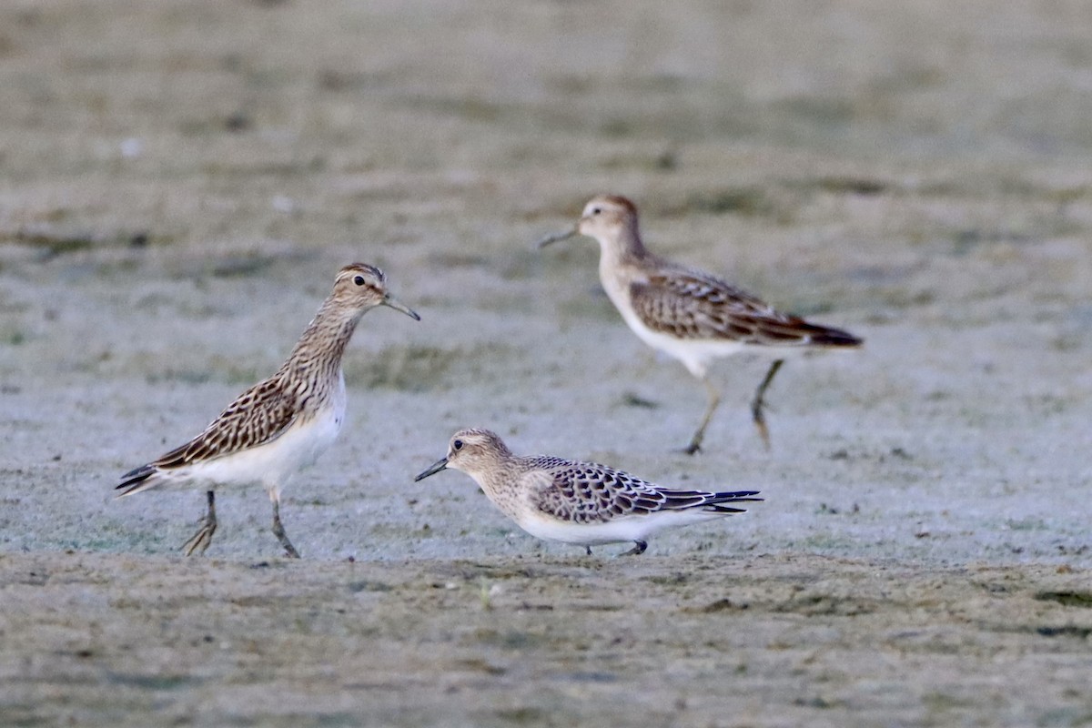 Baird's Sandpiper - ML624054341