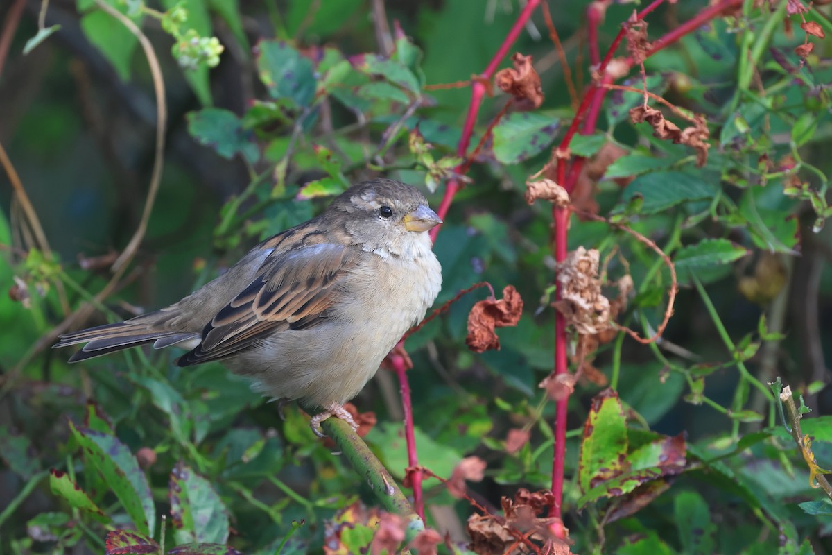 House Sparrow - Aaron Graham