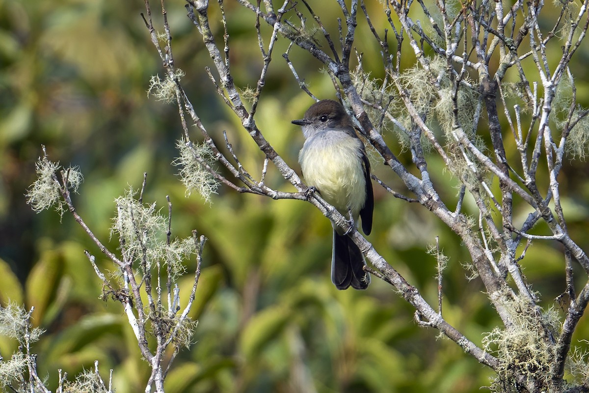 Pale-edged Flycatcher - ML624054358