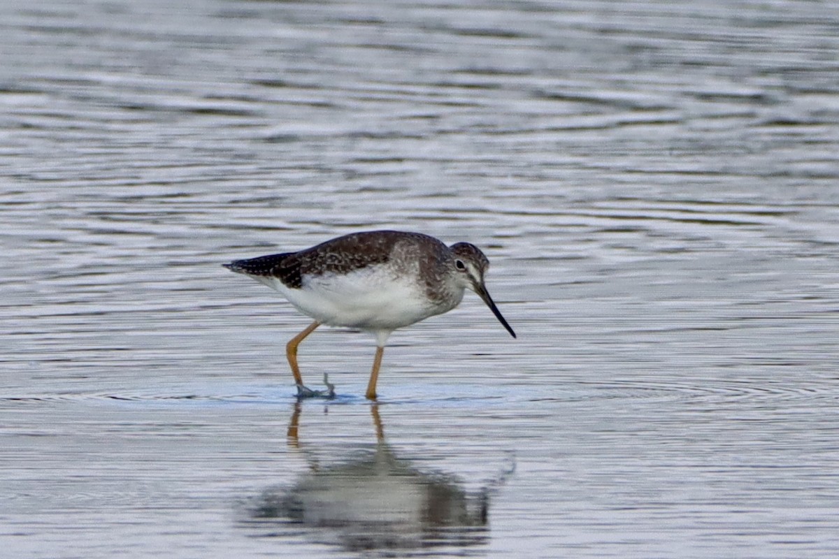 Greater Yellowlegs - ML624054359