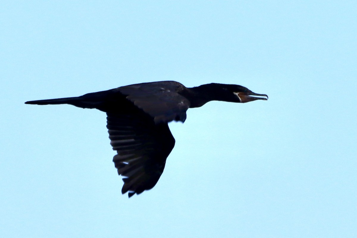 Neotropic Cormorant - ML624054364