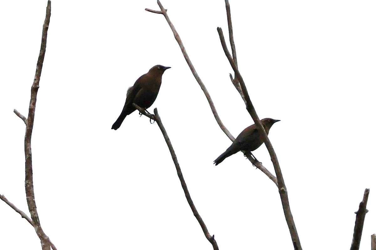 Rusty Blackbird - ML624054366