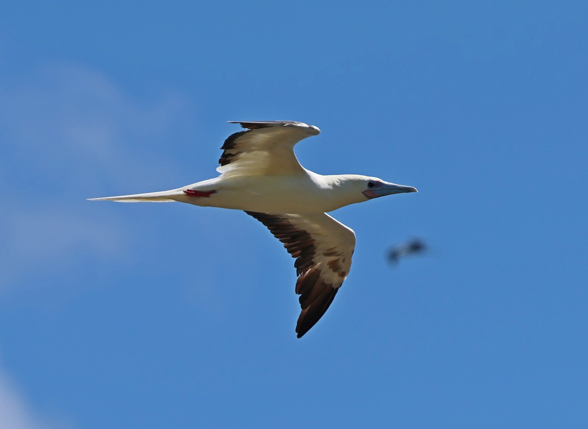 Red-footed Booby - ML624054380