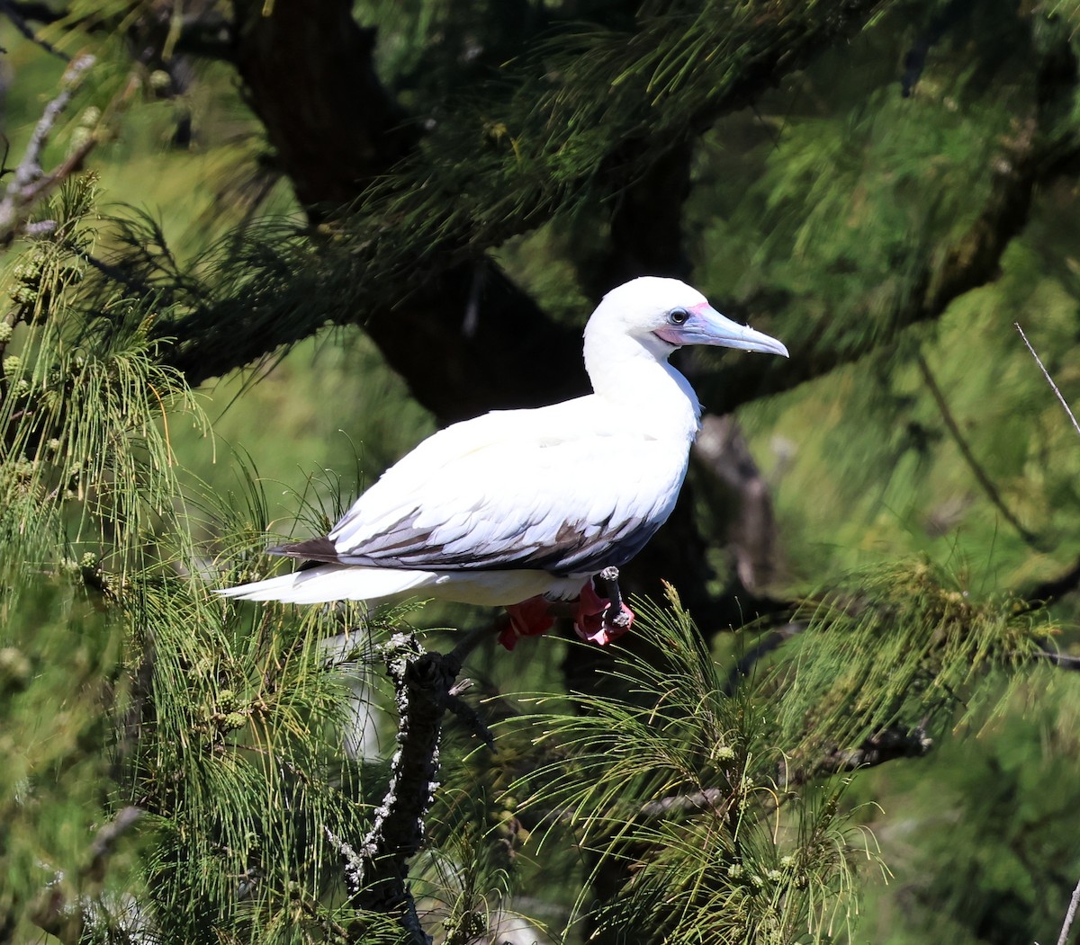 Red-footed Booby - ML624054381