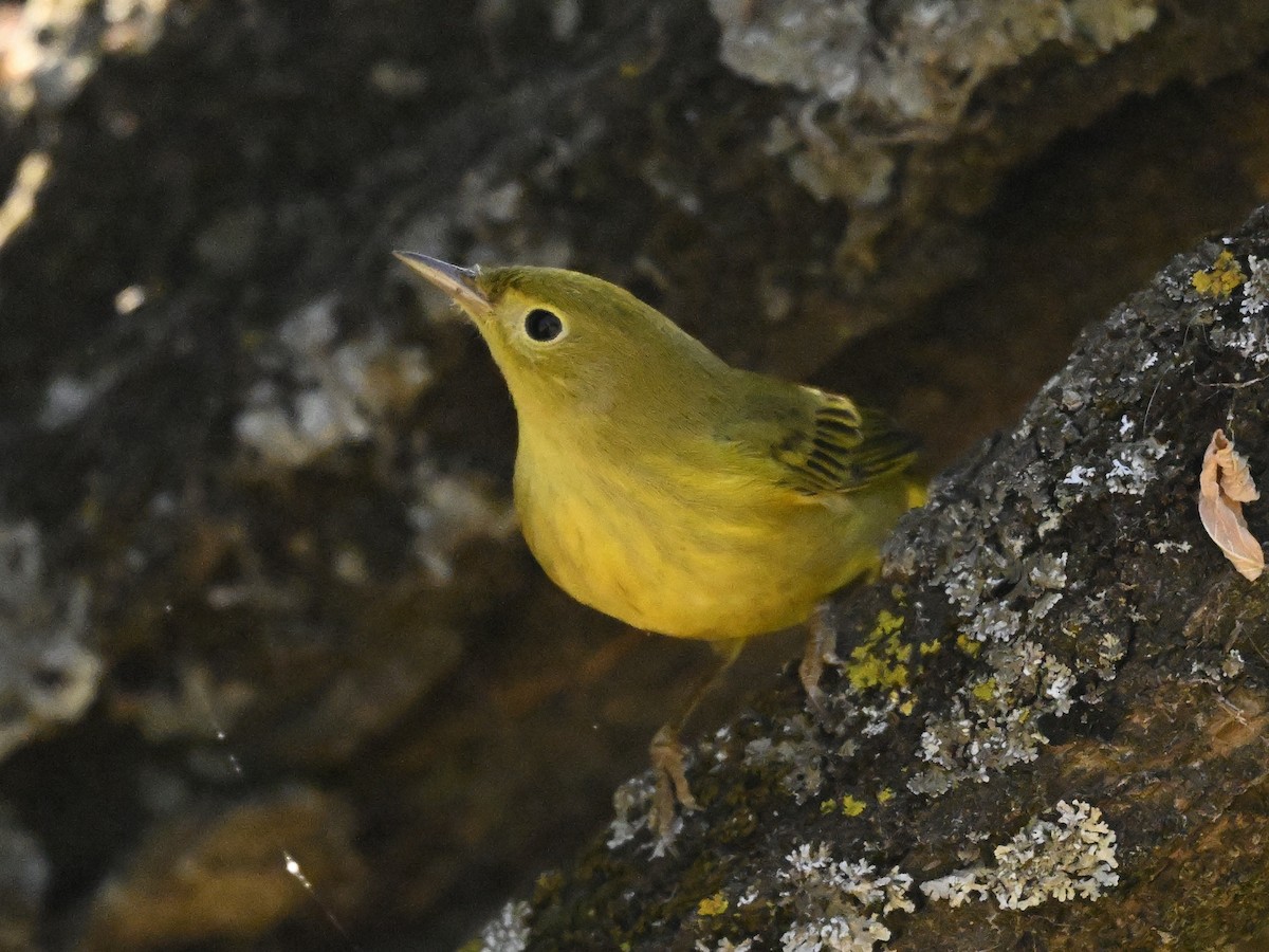 Yellow Warbler - ML624054390