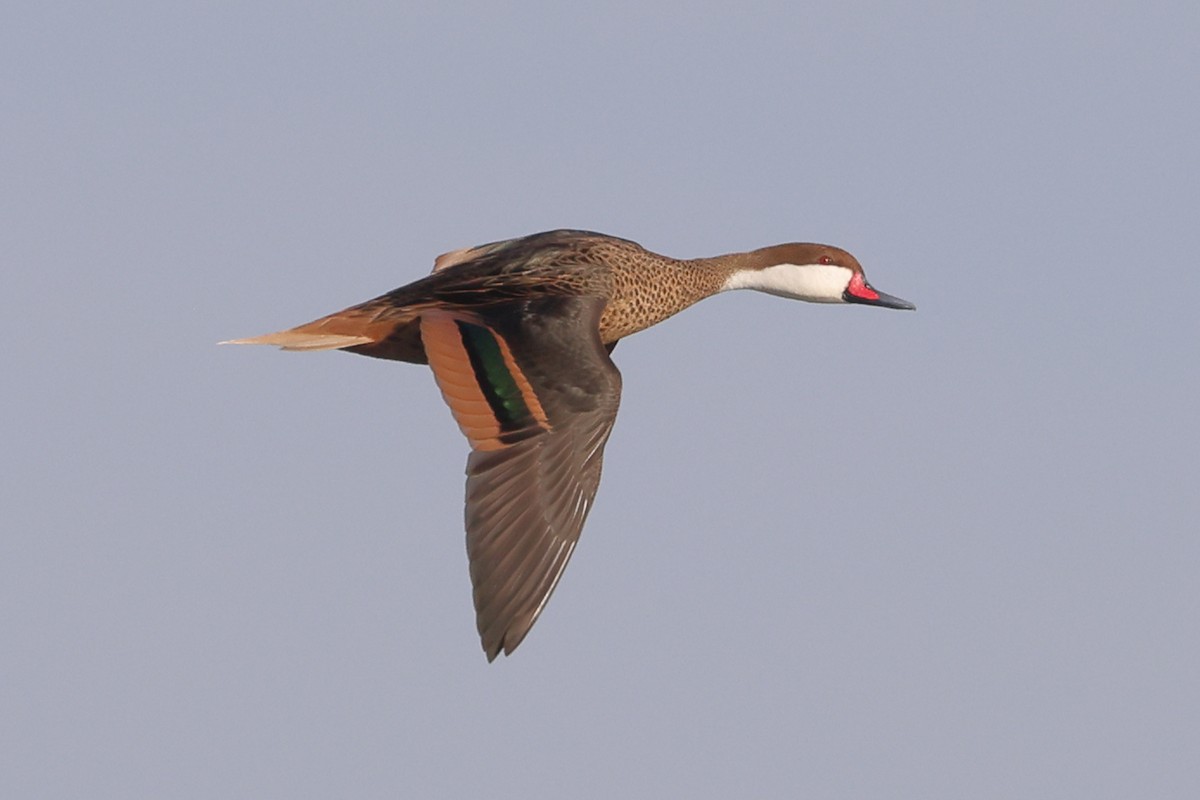 White-cheeked Pintail - ML624054393