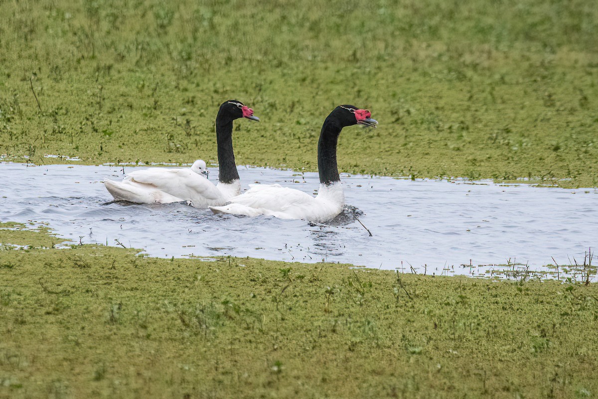 Black-necked Swan - ML624054396