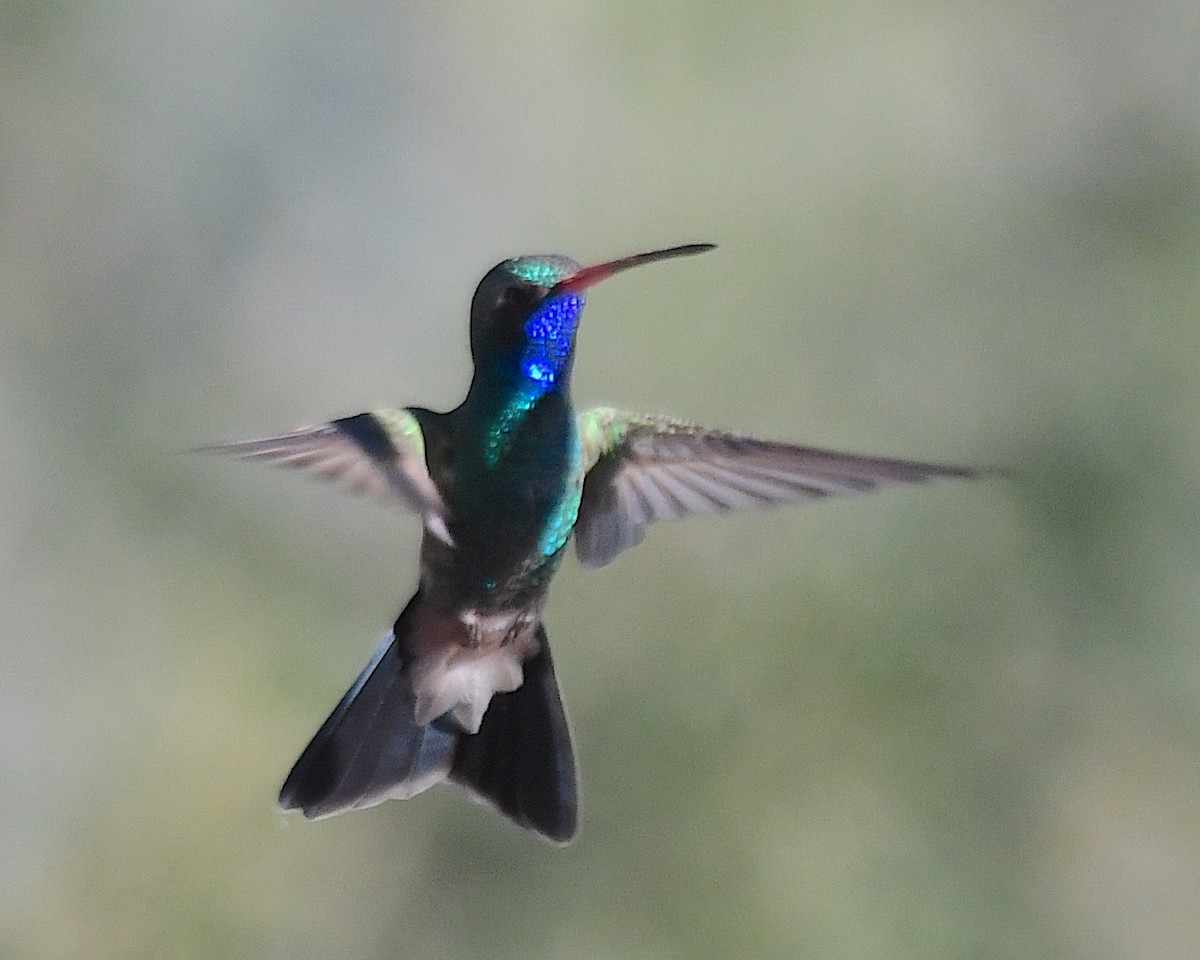 Broad-billed Hummingbird - ML624054403