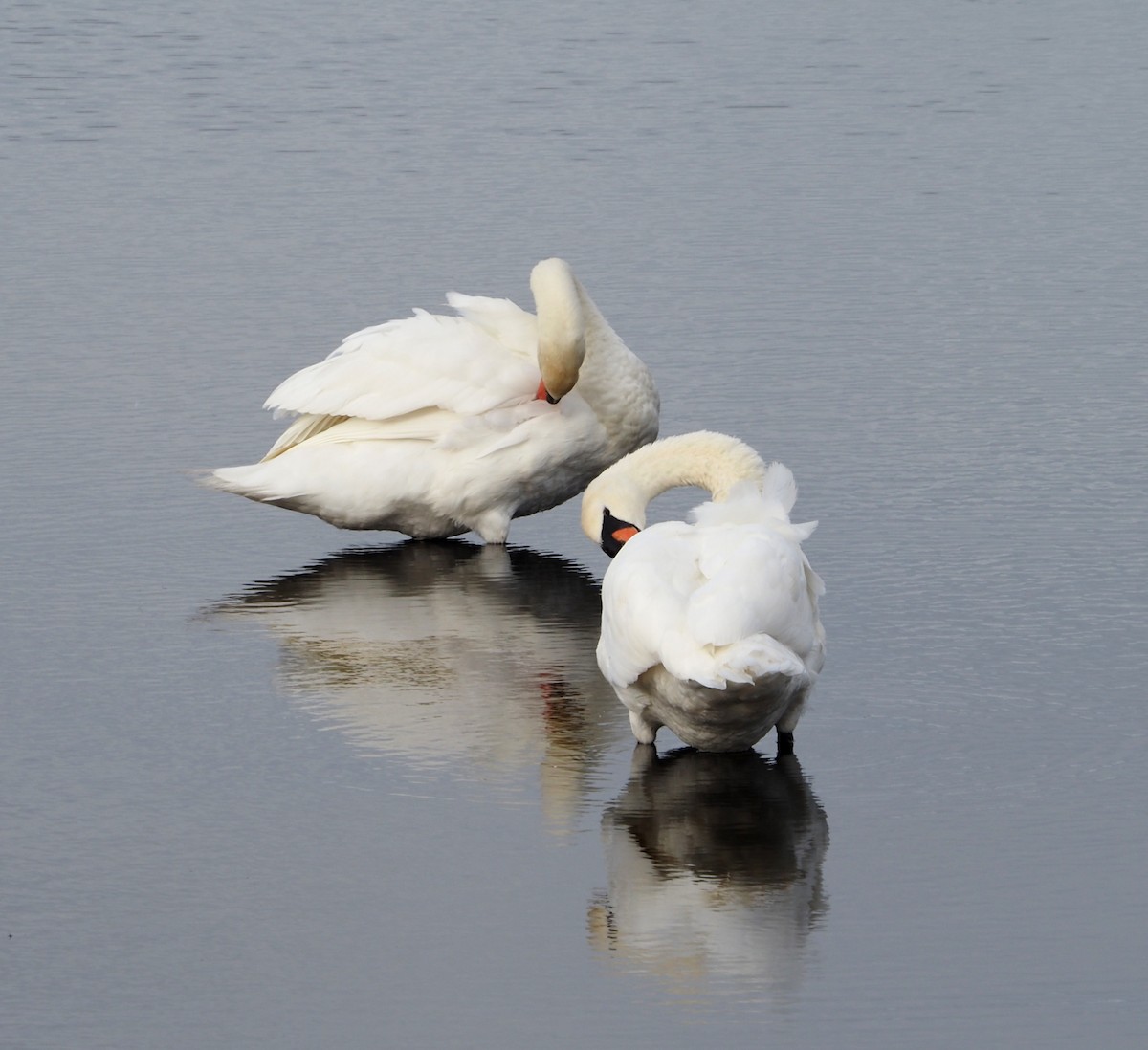 Mute Swan - ML624054406