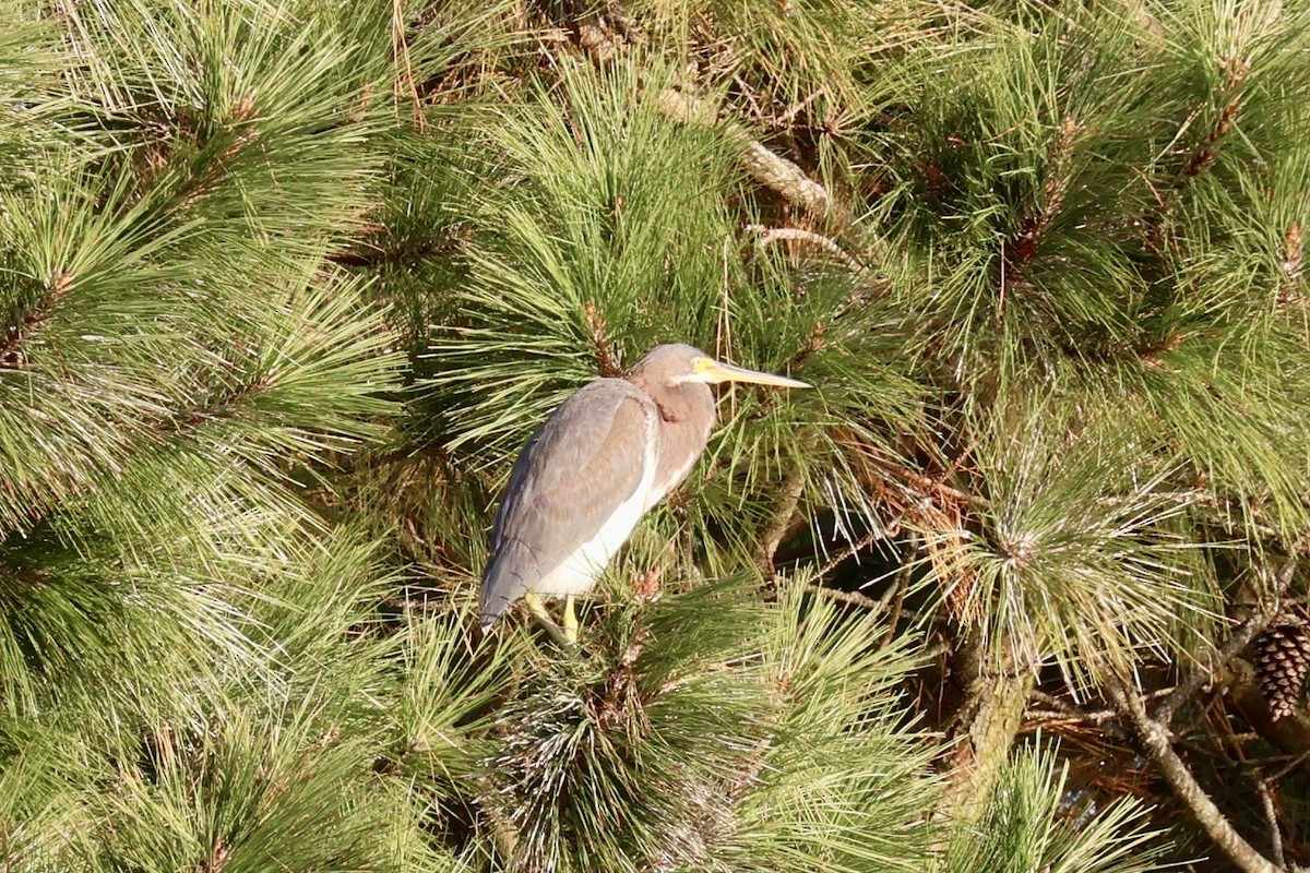 Tricolored Heron - ML624054407