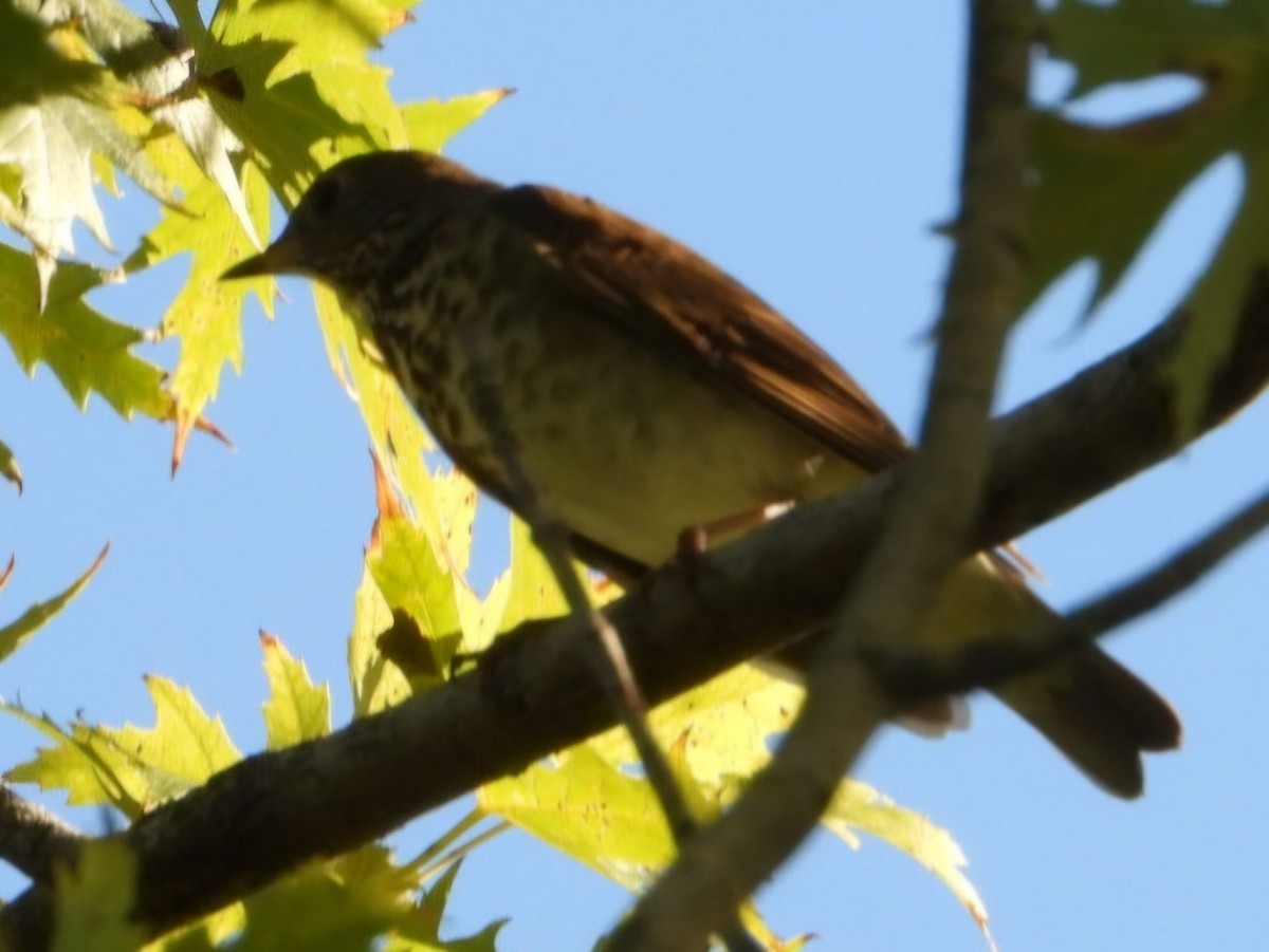 Gray-cheeked Thrush - Hazem Alkhan