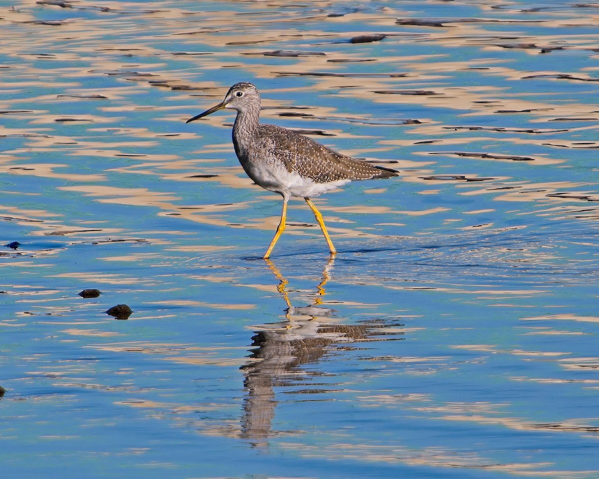 Greater Yellowlegs - ML624054412