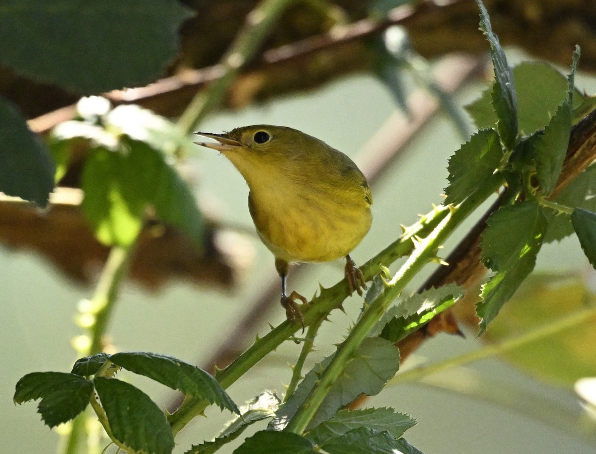 Yellow Warbler - ML624054459