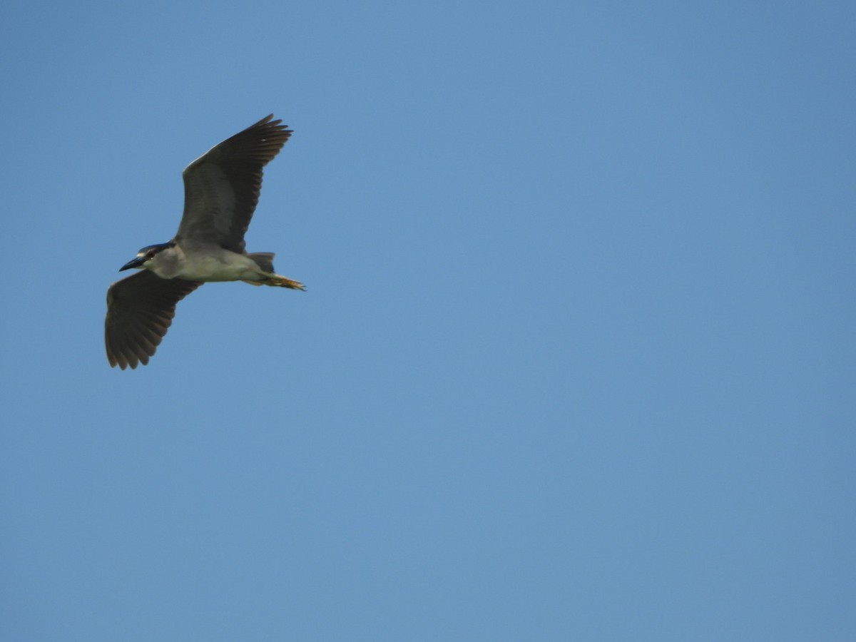 Black-crowned Night Heron - ML624054491