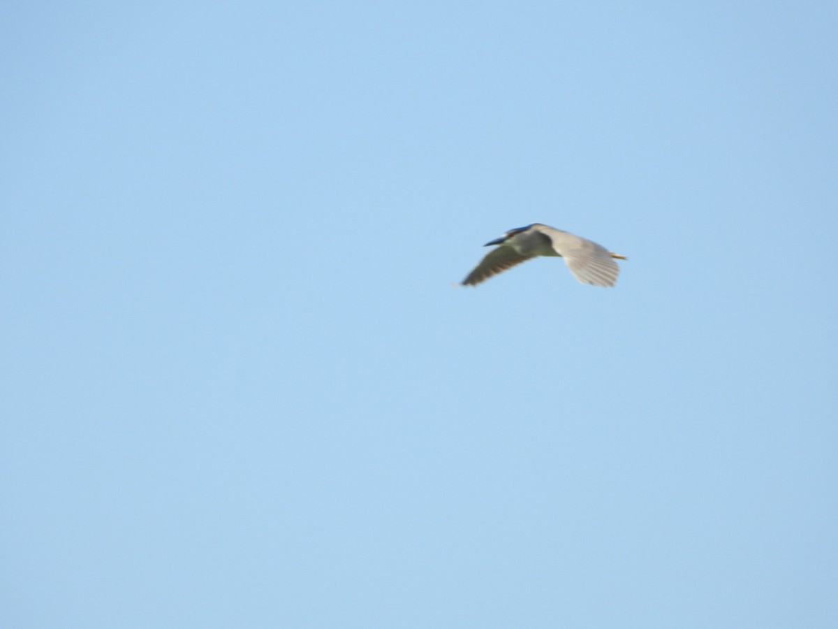 Black-crowned Night Heron - ML624054493