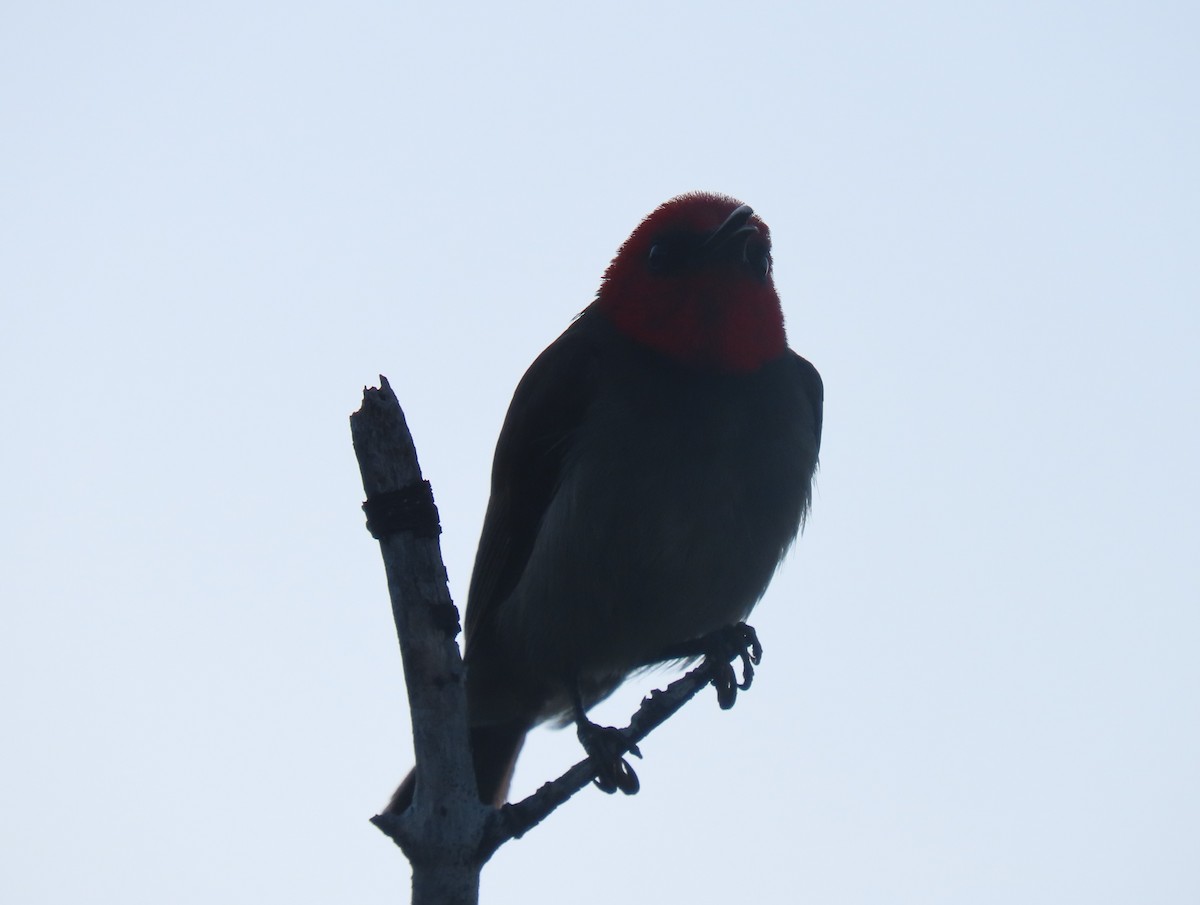 Red-headed Myzomela - ML624054496